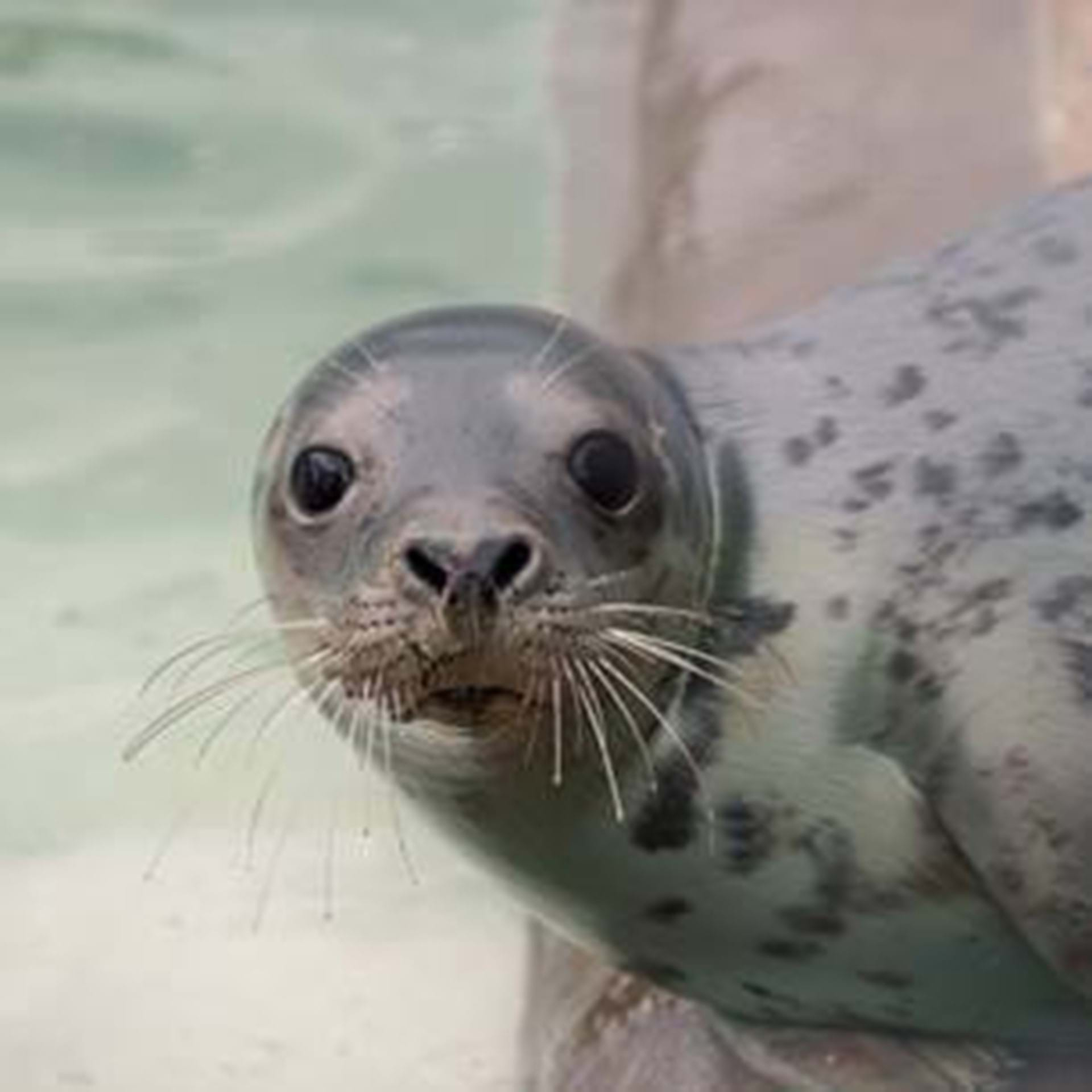 Sanctuary Zones | The Cornish Seal Sanctuary