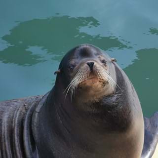 What's The Difference Between Seals And Sea Lions?