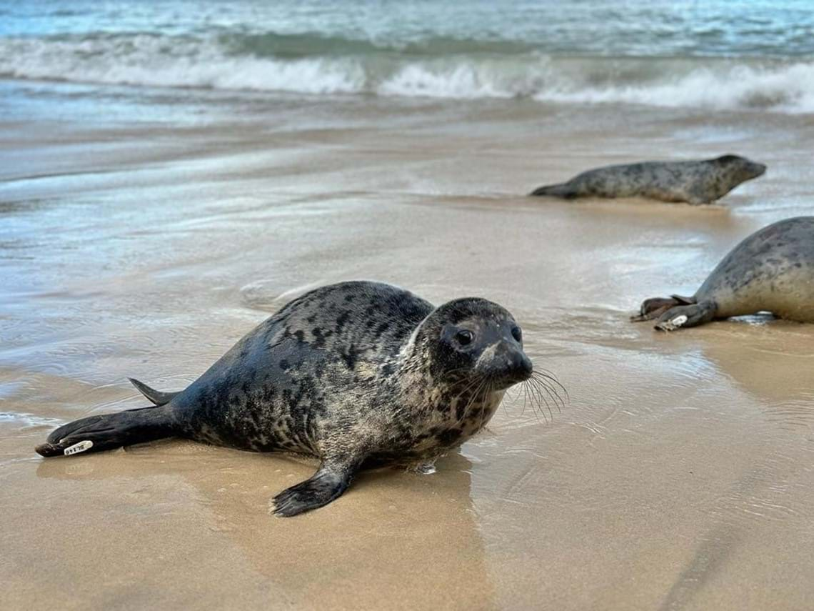 What to do if you find a seal pup