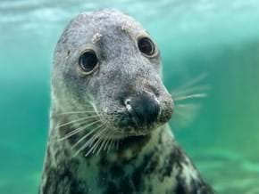 seal trip cornwall