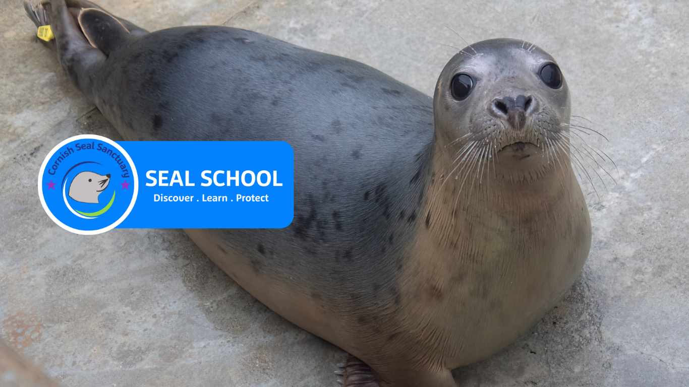 Seal school