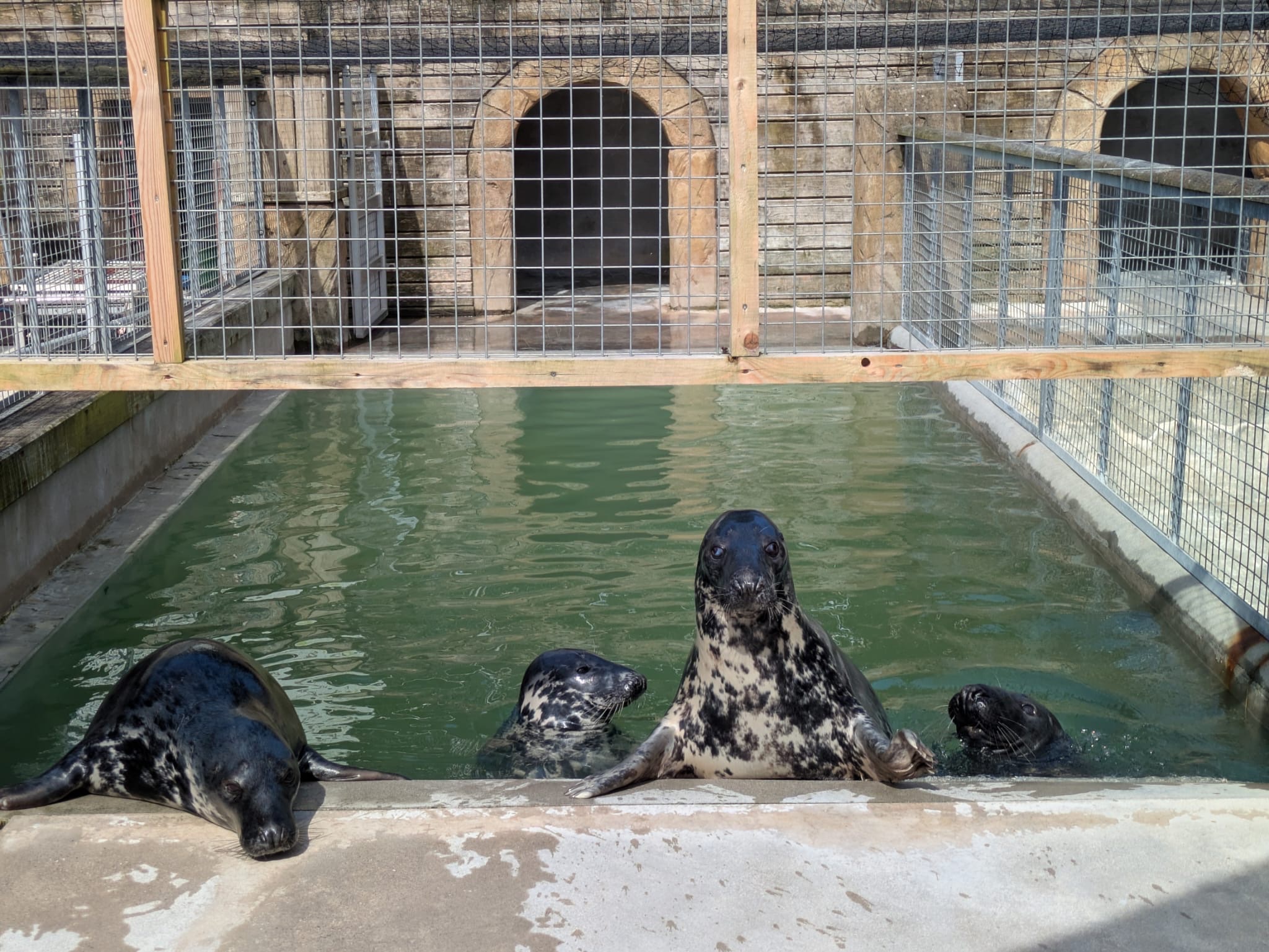 seals in pool
